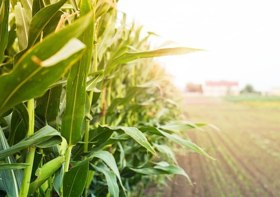 Economista aponta crescimento na produção agrícola e pecuária de Alagoas; entenda