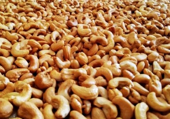 Embrapa sugere alteração no limite máximo tolerável de cobre para o mercado das castanhas