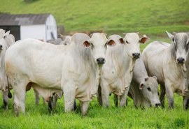 15º Leilão Nelore Positivo vai movimentar Expoagro/AL