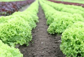 Arapiraca receberá Seminário Alagoano de Horticultura na quarta-feira (4)