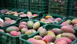 Brasil bate recorde com mais de US$ 1,21 bilhão em exportação de frutas em 2021