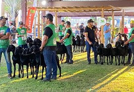 75ª Expoagro-AL será palco da Exposição Nacional da Raça Santa Inês
