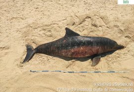 Boto cinza encalha em falésias de Jequiá da Praia