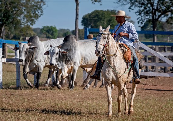Seleção genética Capão de Angico oferta cabeceira do nelore do Pantanal