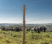 Alagoas tem se destacado na pecuária nordestina, que combina tradição com inovação para elevar produtividade