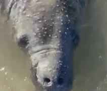 Peixe-boi é encontrado com marcas de golpes de facão, no Pontal do Peba