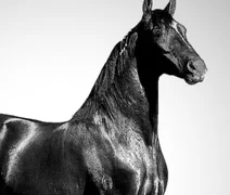 Empresa investigada por mortes de cavalos segue interditada em Alagoas