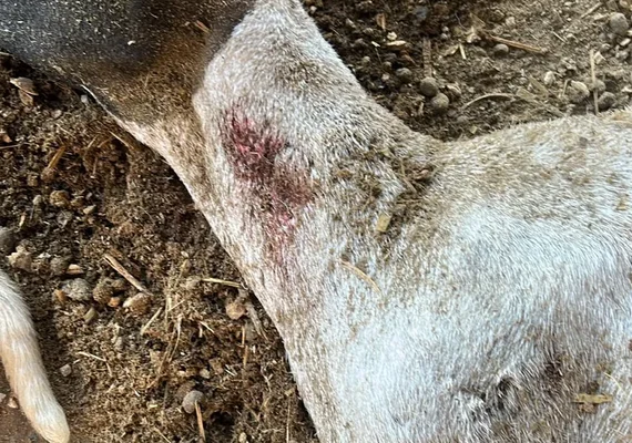 'Chupa-cabra' volta a atacar rebanho no Agreste de Alagoas