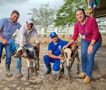 Melhoramento genético: Seagri e Conafer realizaram mais de 280 protocolos de inseminação em bovinos