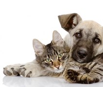 Feira de Adoção da Prefeitura de Maceió celebra um ano neste domingo (9)