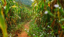 BNDES suspende crédito de custeio com juro subsidiado à agricultura familiar