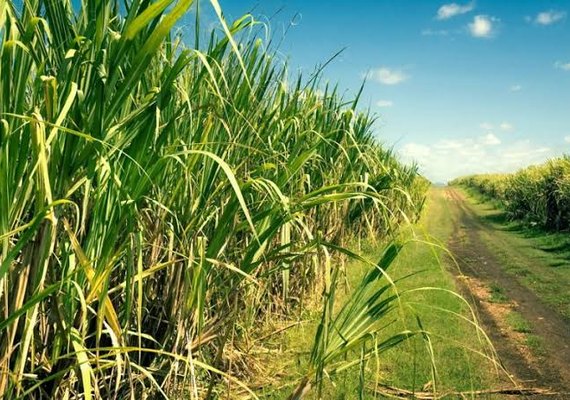 Fornecedores de cana alertam para perdas no canavial