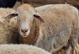 Cooperfal aposta na ovinocultura para produção de cordeiros de qualidade em AL
