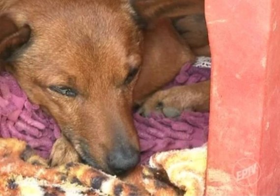 Vídeo: cachorro percorre 12 km para se despedir de dono em velório em Minas Gerais