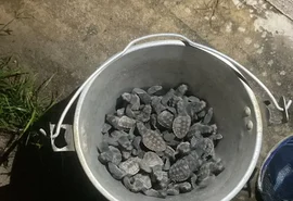 Filhotes de tartaruga morrem atropelados em Guaxuma por causa de fotopoluição
