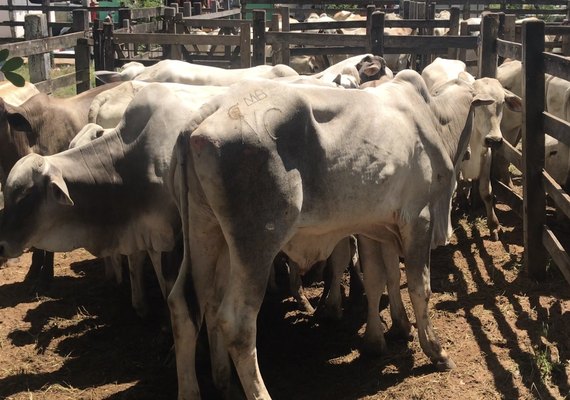 Eventos agropecuários estão suspensos em Alagoas