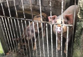 Proprietária de pocilga clandestina é autuada em Maceió