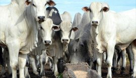 Mercado do boi gordo caiu em quatro regiões