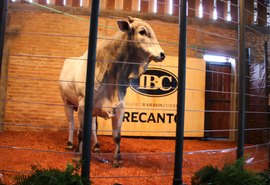 Leilão Barros Correia traz nelore de tradição e evolução