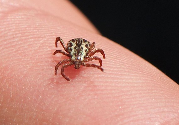 Saúde atualiza para 53 os casos de febre maculosa, com 8 mortes