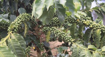Agricultores familiares apostam na retomada da cultura do café em AL