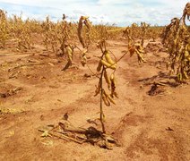 Impacto da seca na safra 21/22 de soja foi de R$ 72 bilhões