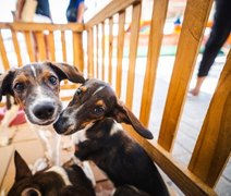 SMS orienta tutores sobre cuidados com cães e gatos durante festas juninas