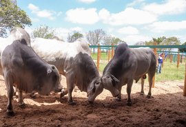 Mega Touros da SMP bate recorde e fatura mais de R$ 2,6 milhões em vendas