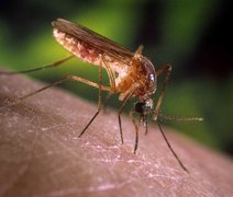 São Paulo registra primeiros casos humanos de febre do Nilo Ocidental