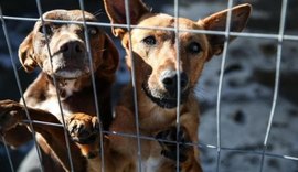 Comissão analisa projeto que aumenta pena para maus-tratos a animais