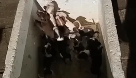 Onze filhotes de cachorro são abandonados no Pinheiro, em Maceió; autor do crime foi detido