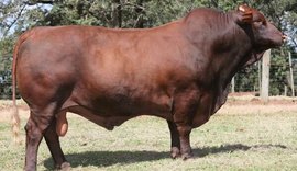 Fazenda Mangabeira garante produtividade a campo do santa gertrudis