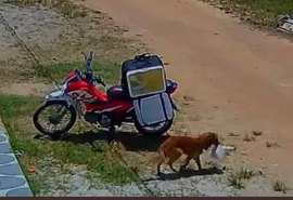 Vídeo: cachorro 'rouba' marmita de entregador e viraliza nas redes sociais