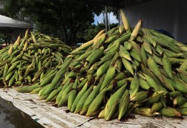 Confira o preço do milho em Maceió e saiba qual o melhor tipo para preparar sua receita junina