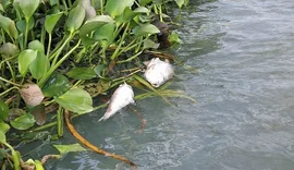 Mortandade de peixes em Jequiá da Praia pode ter ligação com esgoto