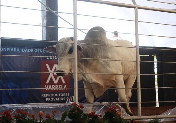 Leilão Varrela oferta reprodutores nelore