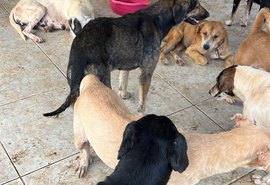 Operação investiga denúncia de maus-tratos de animais em abrigo de Maceió