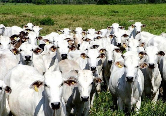 China alivia ainda mais restrições de importação à carne bovina dos EUA