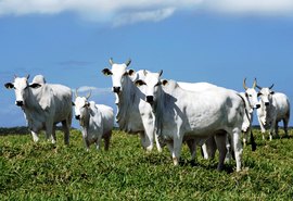 PIB alagoano: Agropecuária é setor que mais cresceu em 2019