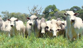 Expoagro deve movimentar R$ 8 mi em comercialização