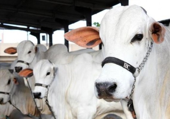 ACA mantém calendário da Expoagro de 2020