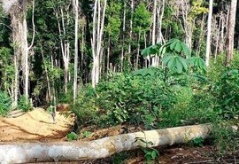 Alagoas participa de operação para combater desmatamento da Mata Atlântica