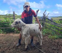 Rebanho de Alagoas tem melhoramento genético após pareceria entre Estado e Conafer