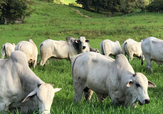 1º Leilão Mega Touros SMP terá oferta de 120 animais