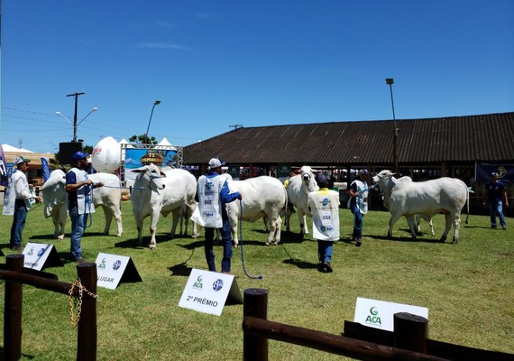 Primeiro dia de julgamentos expõe rebanho de alto nível na Expoagro Alagoas