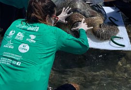 Tartaruga-verde é encontrada presa em curral na Praia de Ipioca
