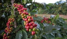 Preço do café sobe com atraso na colheita brasileira