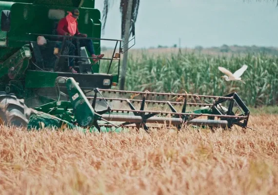 Produtor amarga perda de 50% no preço do arroz em plena safra em Alagoas