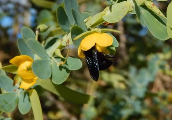 Estudo aponta relação entre bactérias no solo e atratividade de flores para abelhas
