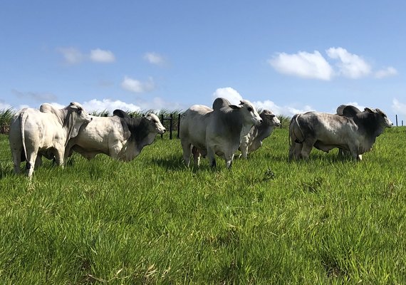 Leilão Varrela e Nelore Santa Nazaré oferta lote avaliado em três programas de melhoramento